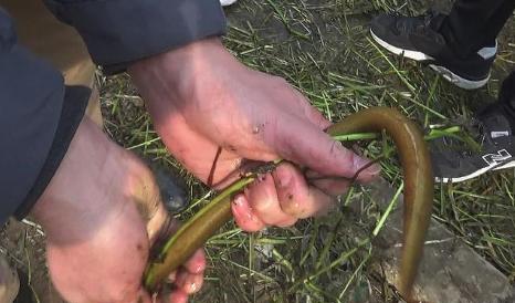 挖黄鳝怎么找黄鳝洞又快又准,捉黄鳝有技巧别把蛇洞当成黄鳝洞