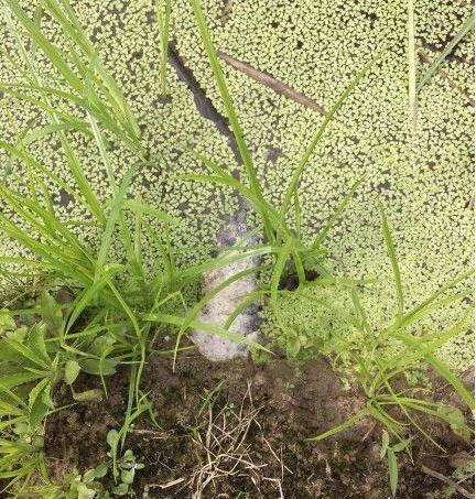 挖黄鳝怎么找黄鳝洞又快又准,捉黄鳝有技巧别把蛇洞当成黄鳝洞