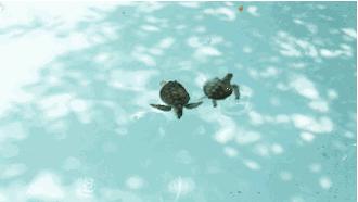 海底潜水旅行注意什么,海底潜水旅行注意事项