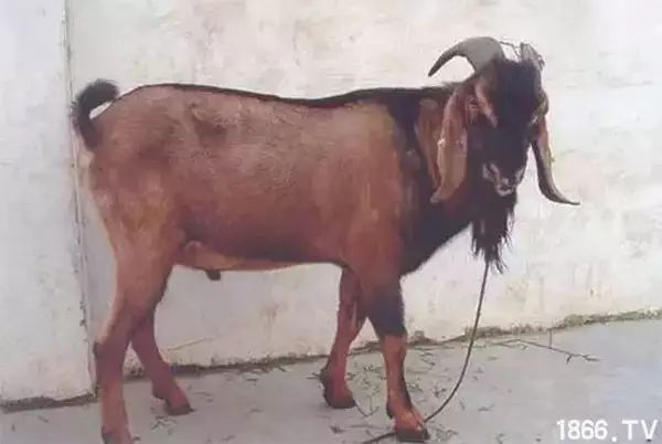 世界最好的羊种排名,世界上最好的羊是哪个羊