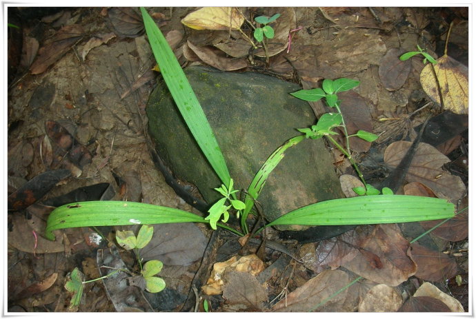 山上什么草药可以补阳,农村的哪些野菜可以提升体内阳气