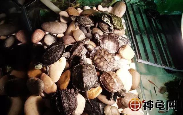 养龟十大误区,新手养龟10大禁忌