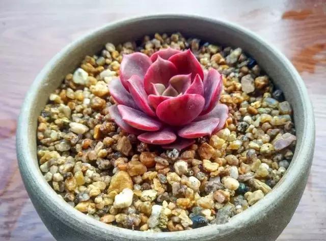 多肉掉的叶瓣怎么养活,多肉掉的叶子怎么种