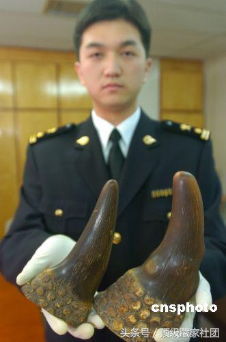 犀牛角的特征和图片,犀牛角的种类图片大全