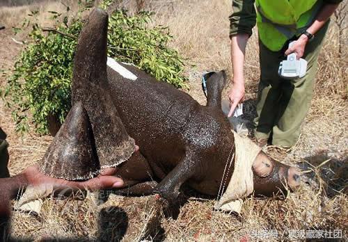 犀牛角的特征和图片,犀牛角的种类图片大全