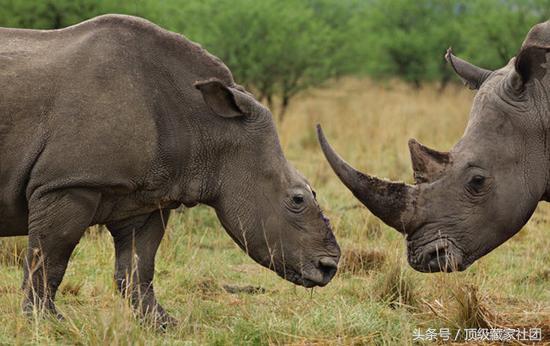 犀牛角的特征和图片,犀牛角的种类图片大全