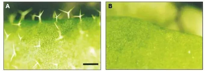 定制七夕MYB“专属礼物”——把特别的爱,送给特别的你