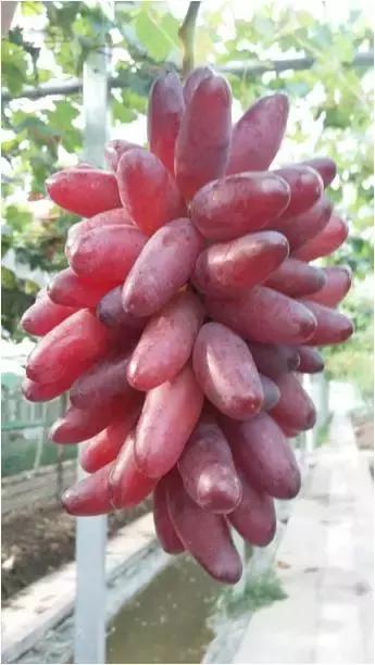 好种又好卖的15个葡萄品种,好种的葡萄苗