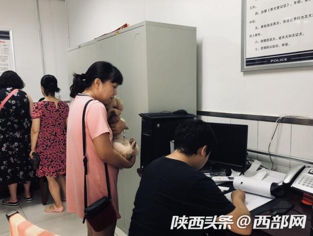 流浪狗不处理会有什么后果,流浪狗办狗证后咬人不承认