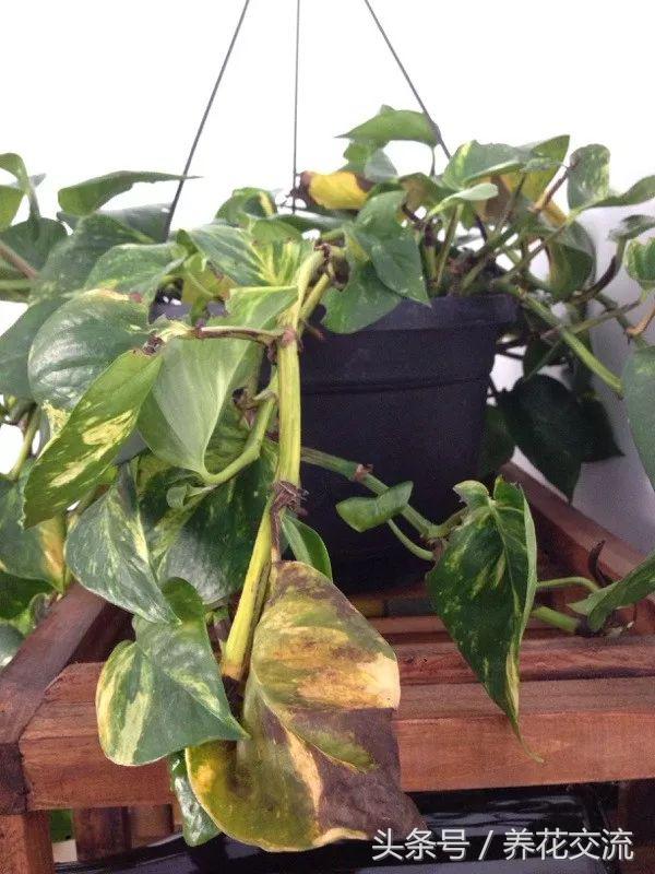 绿萝水培到土培注意事项,办公室的土培绿萝怎么养才能养好