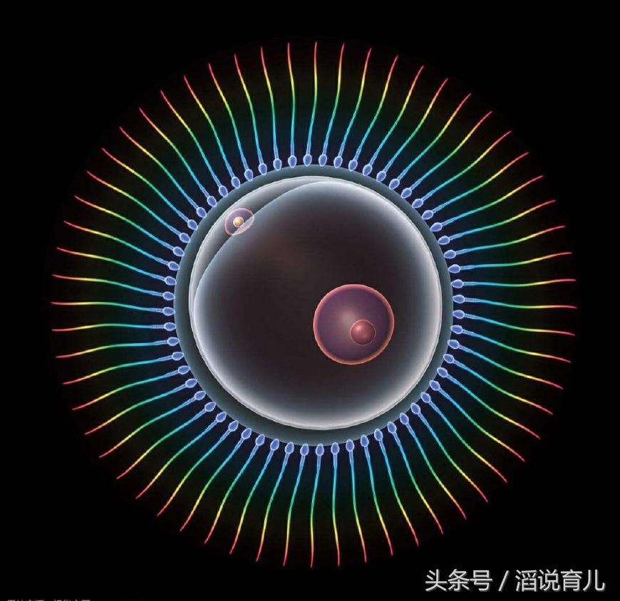 有些女性久久不能怀孕，精子都跑去哪里了？看完你可能就懂了