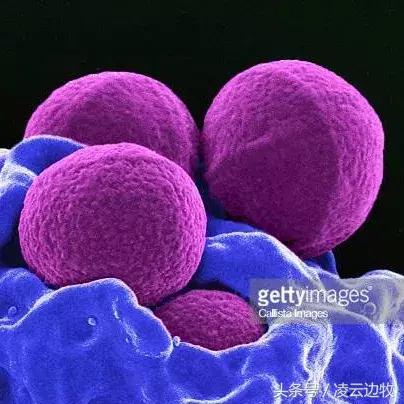 痒痒痒救救小主吧！狗狗出红疹怎么办？