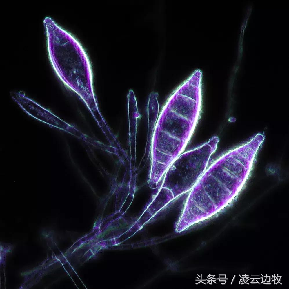 狗狗起红疹怎么办,狗狗红疹怎么治