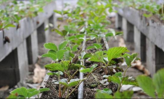 又到一年草莓种植季,你的草莓脱毒苗买好了吗,这6立体栽培方式有5大好处,值得你尝试