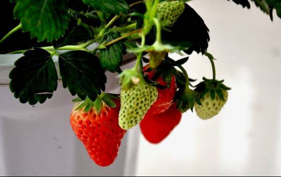 又到一年草莓种植季,你的草莓脱毒苗买好了吗,这6立体栽培方式有5大好处,值得你尝试