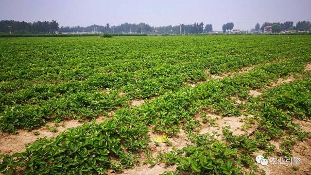 又到一年草莓种植季,你的草莓脱毒苗买好了吗,这6立体栽培方式有5大好处,值得你尝试