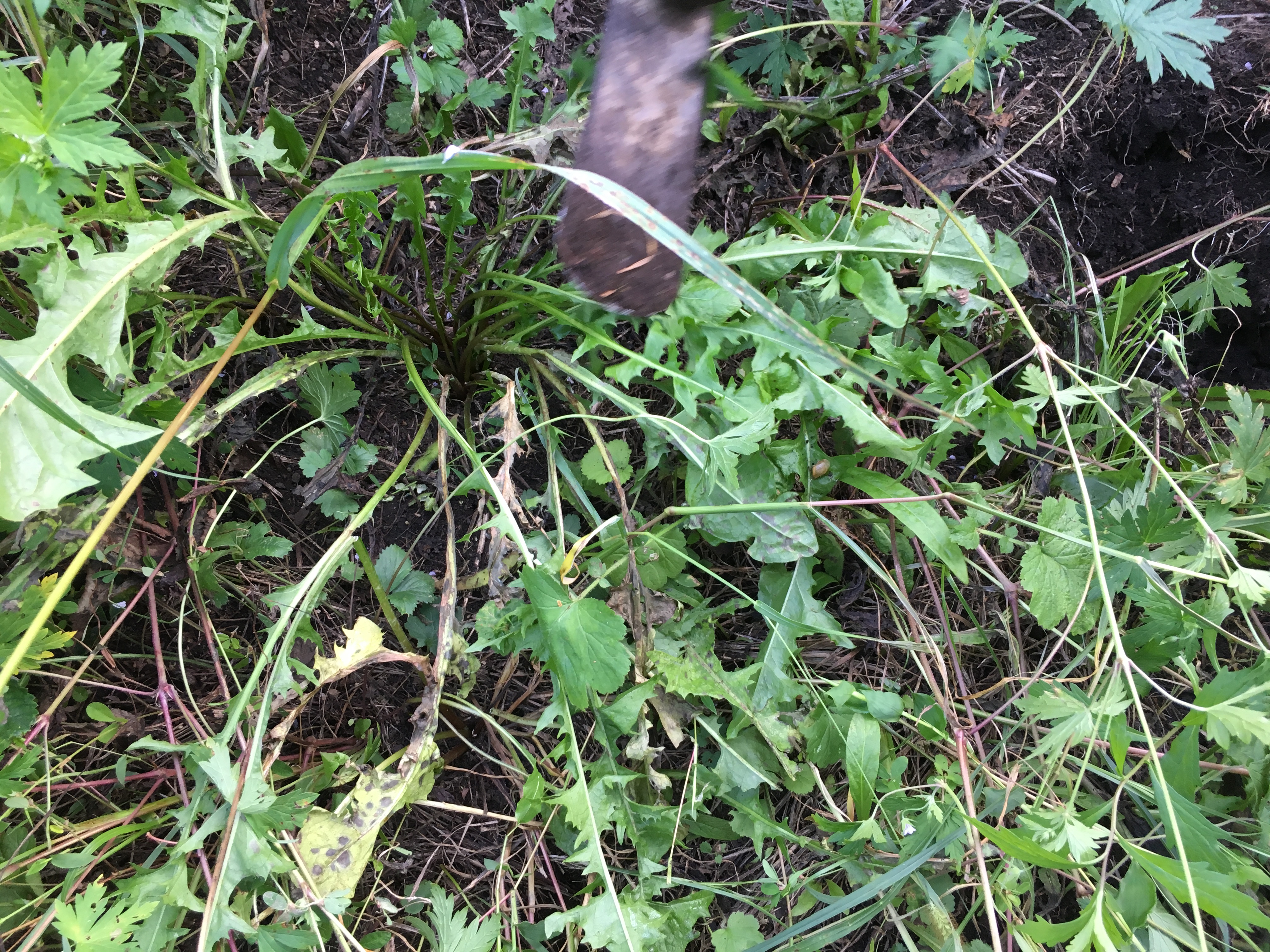 婆婆丁和什么配最好吃,婆婆丁蘸酱真的好吃吗