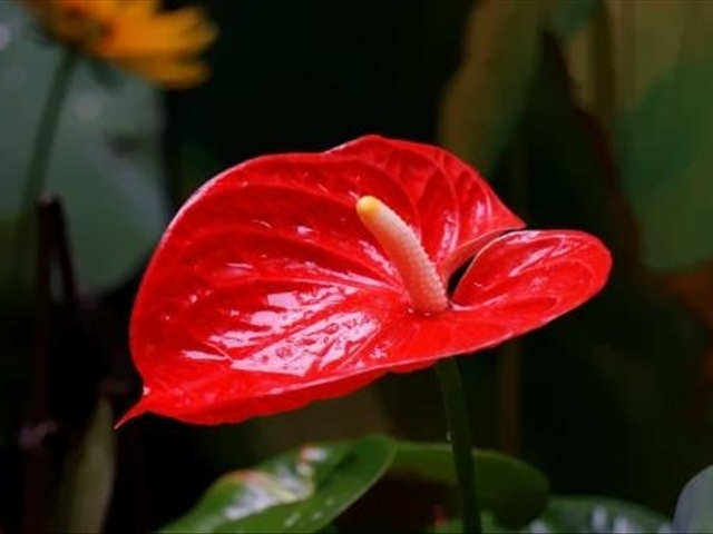 红掌怎样修剪才能长得更大,红掌怎样修剪才能长得更高