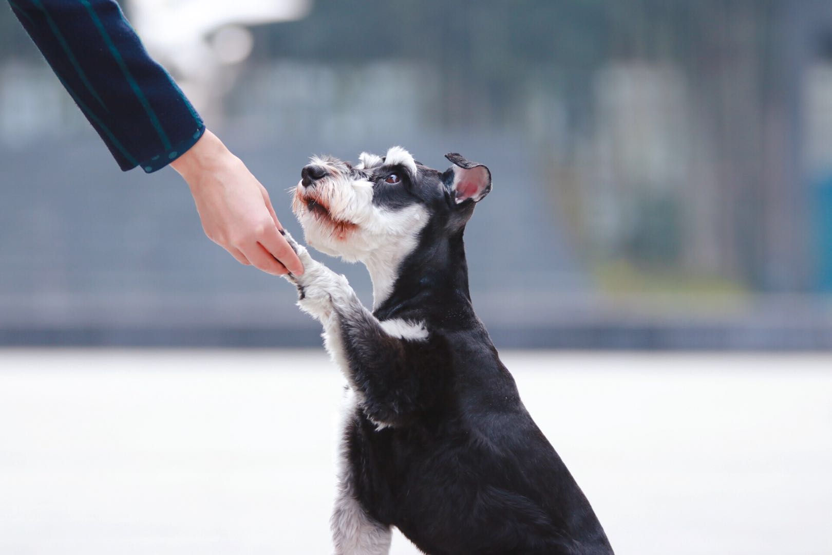 胰腺的作用与功能,胰腺是什么