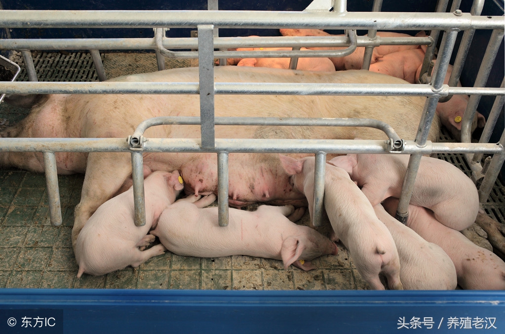 大型养猪场怎样解决猪饮水,养猪饮水很有讲究