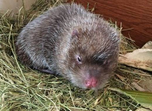 农村小型厂致富商机,农村商机加盟项目