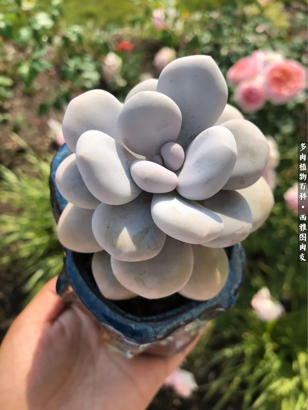 入坑几年的多肉新手,入坑多肉第一年景天科