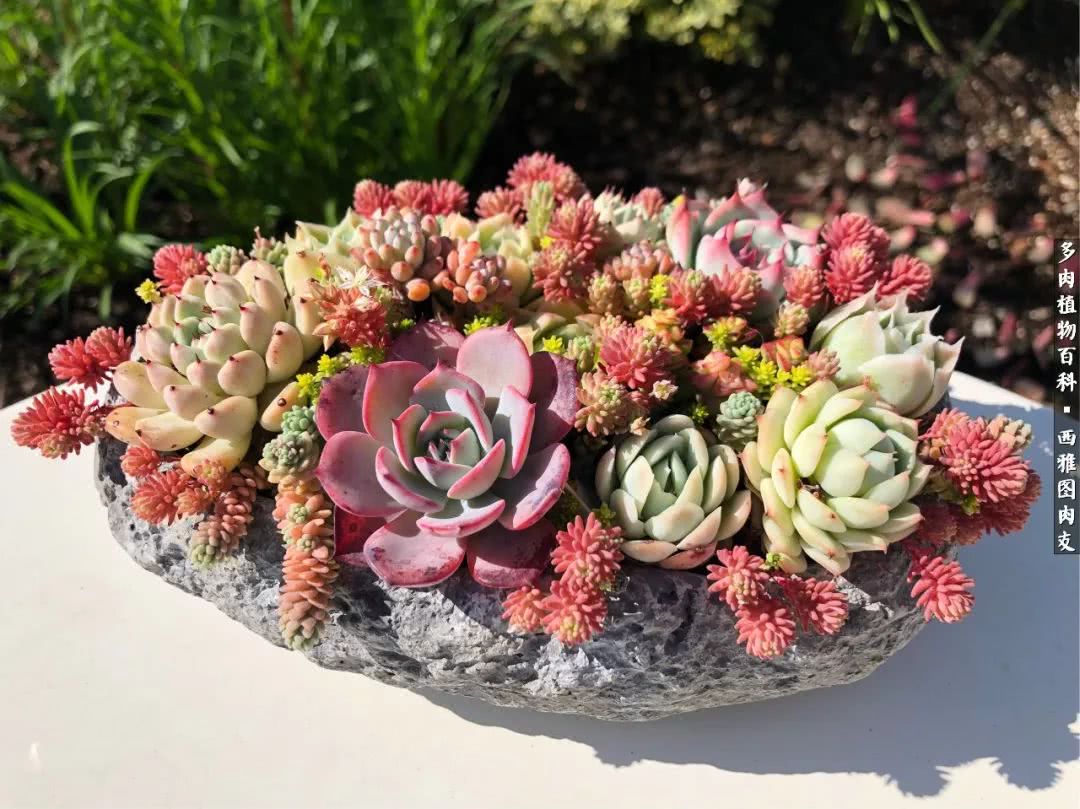 入坑几年的多肉新手,入坑多肉第一年景天科