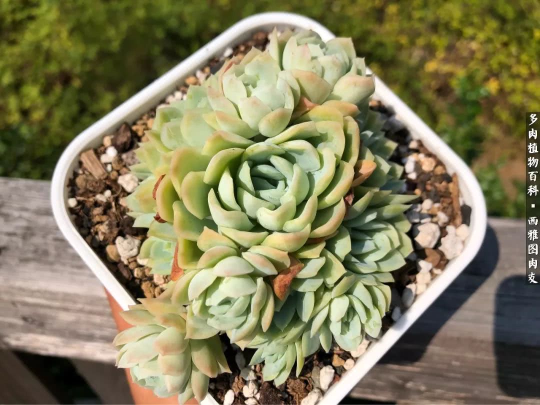 美国多肉,多肉西雅图