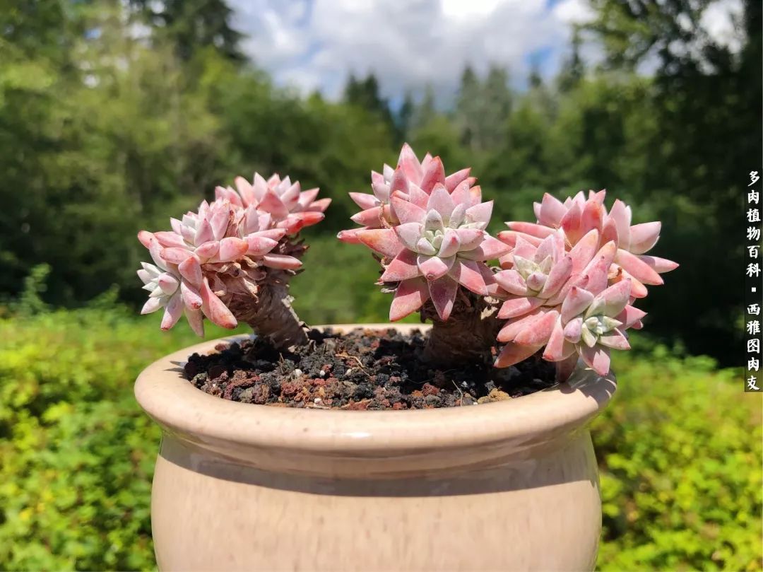 美国多肉,多肉西雅图