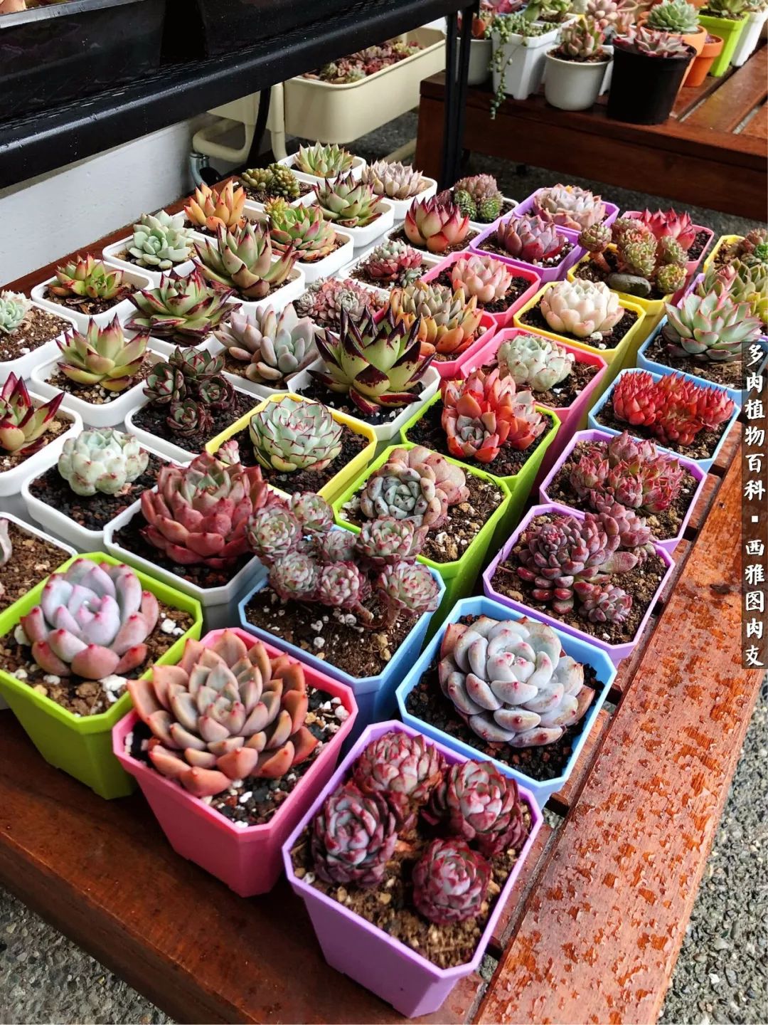 美国多肉,多肉西雅图