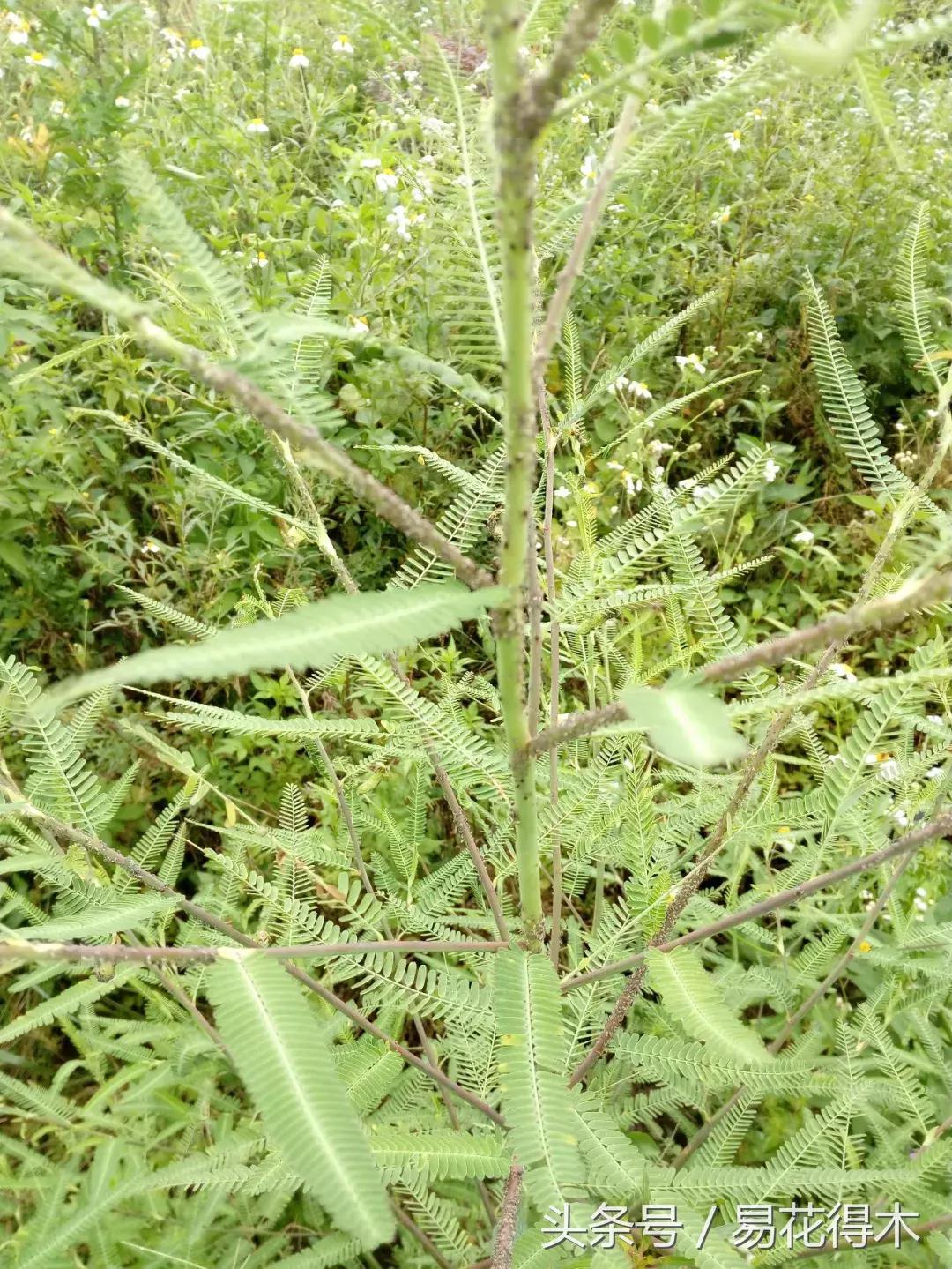 观赏植物长“痘”怎么办