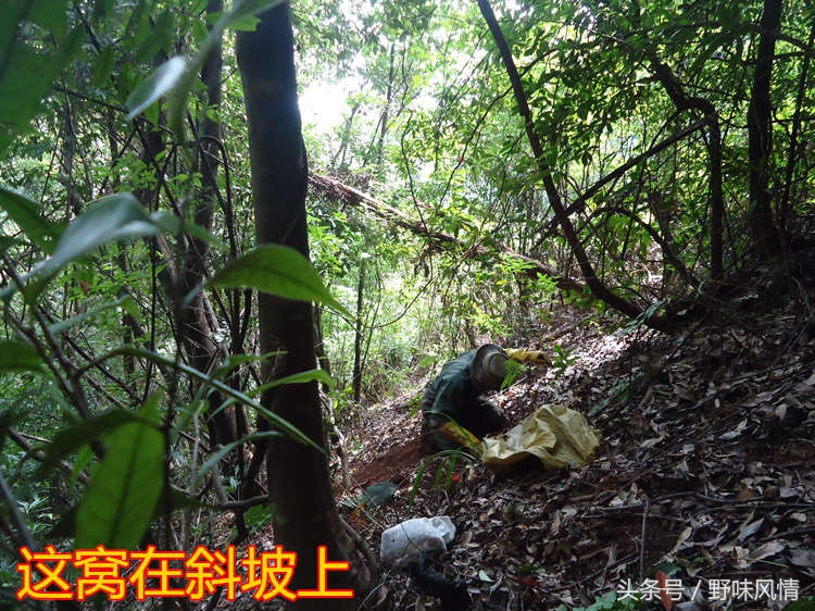 蜂箱旁诱捕马蜂的最佳方法,诱蜂洞如何引诱马蜂