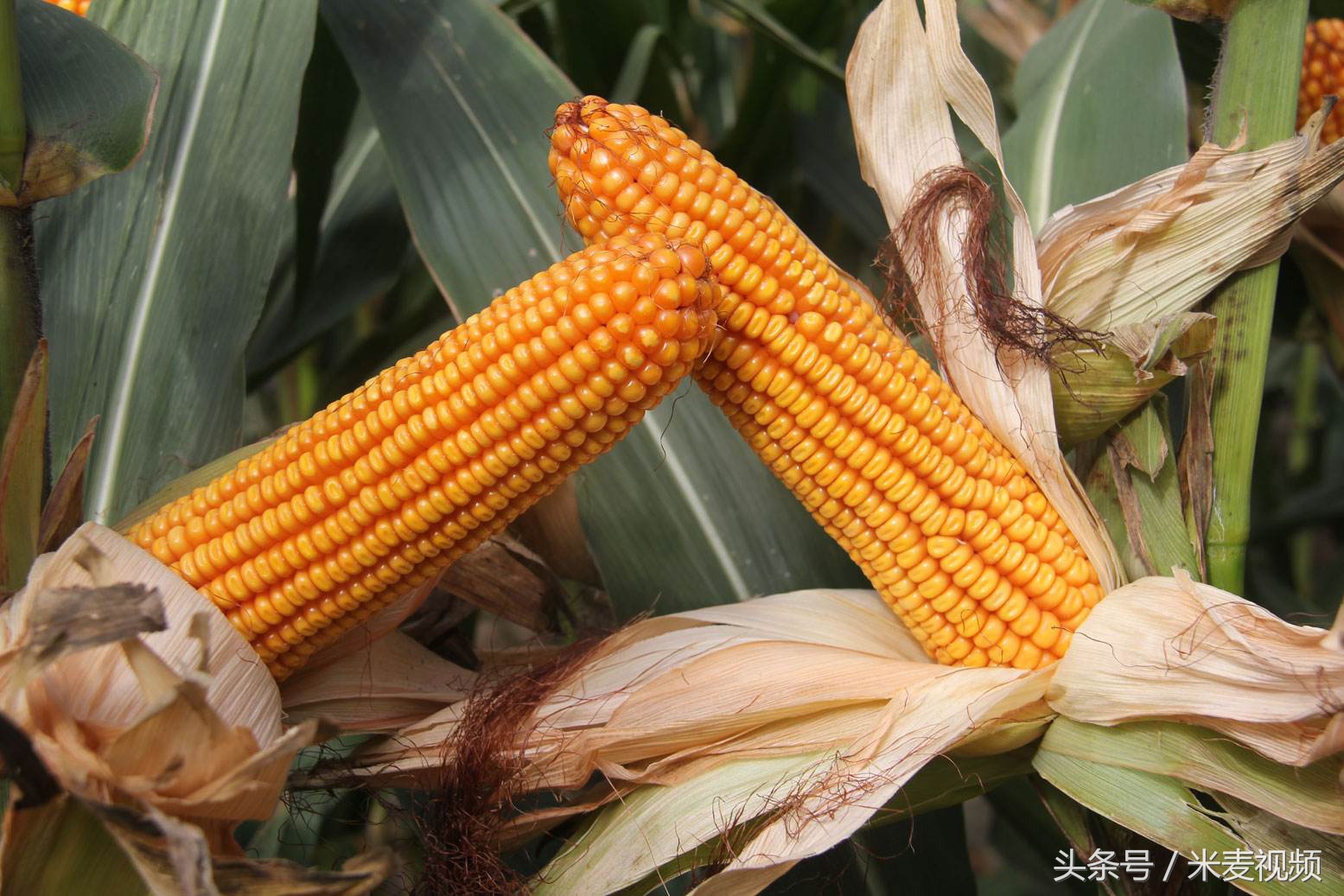 高产抗性强的玉米品种,有哪些抗病性好的高产好玉米