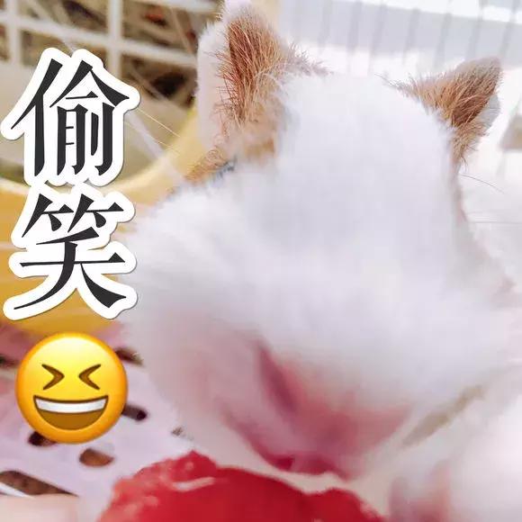 荷兰猪记性,荷兰猪为什么弹跳厉害呢