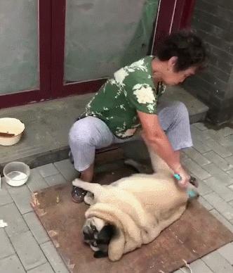 只要是能喘气的，奶奶都能给养肥了，巴哥：我好想逃，却逃不掉