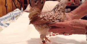 越来越多人养鸡当宠物，有人卖鸡尿布发财了……