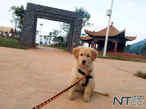 对话“异烟肼灭犬”论文作者：实验仅限实验室，为防治狂犬病