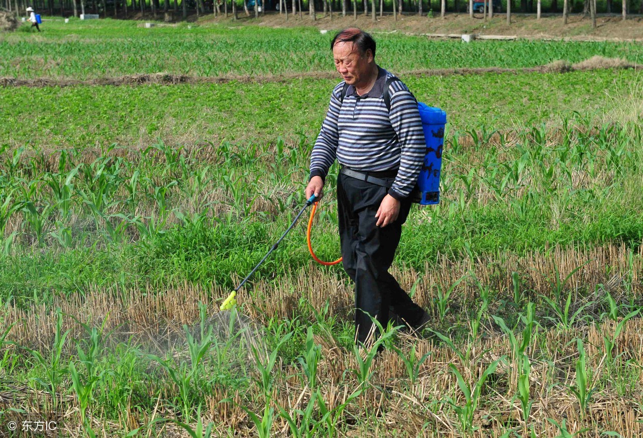 介绍十大除草剂建议收藏,除草剂能用到哪些农作物
