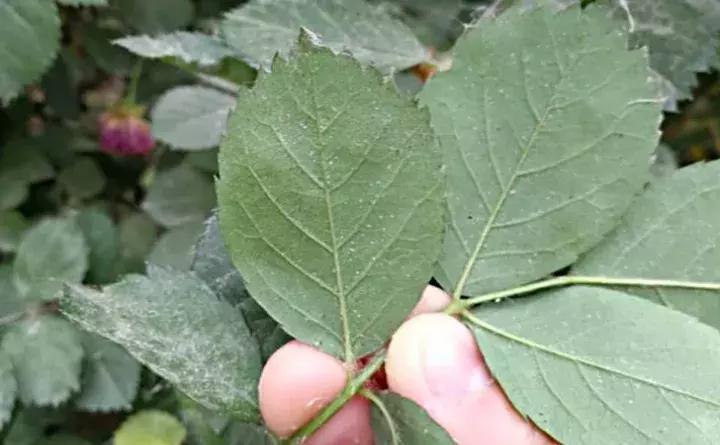 这些小东西不赶紧杀，一夜把花全啃成猪头，肠子都要悔青了！