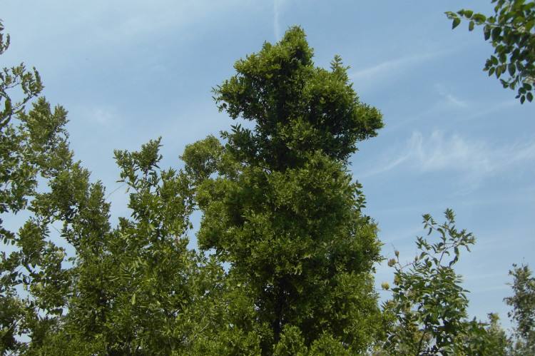 枣树枣疯病，尚无药可治！如何预防是关键！