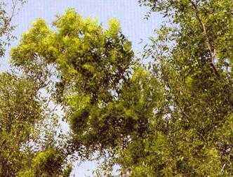 枣树枣疯病，尚无药可治！如何预防是关键！