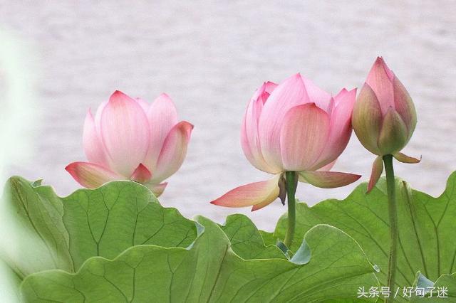 喝酒感悟人生哲理精辟句子,品茶感悟人生哲理精辟句子