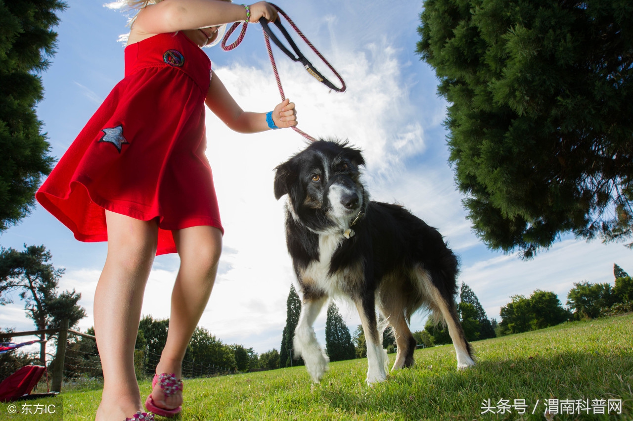 被狗咬伤小妙招,被狗咬伤急救处理的重要原则