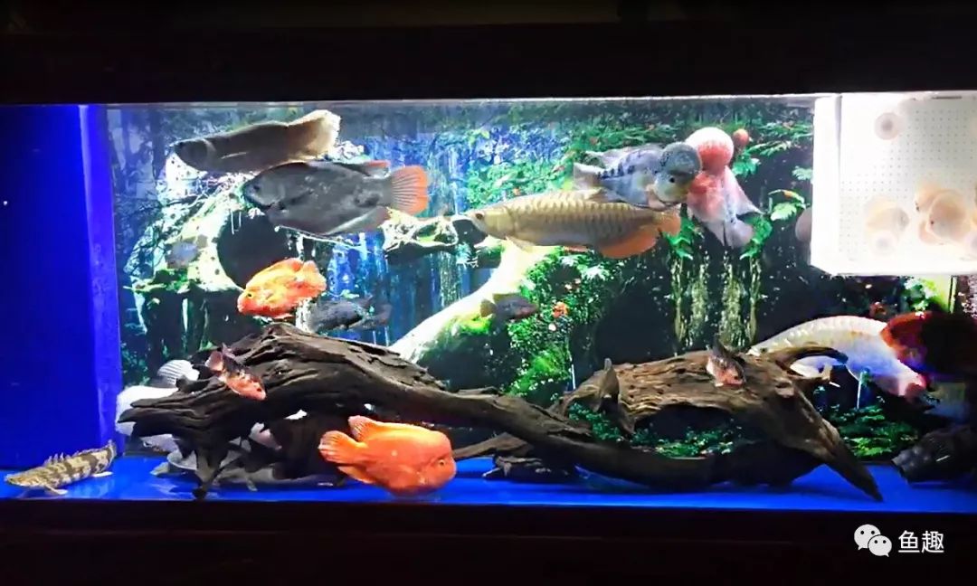 新手鱼缸开缸要打氧多久,新手鱼缸需要多大