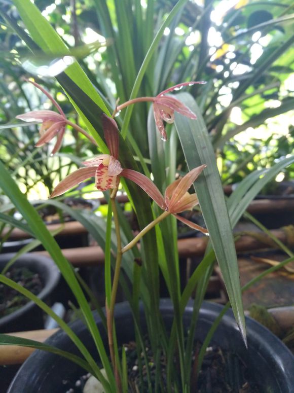 兰花防烂根最好方法,春季兰花烂根用什么药