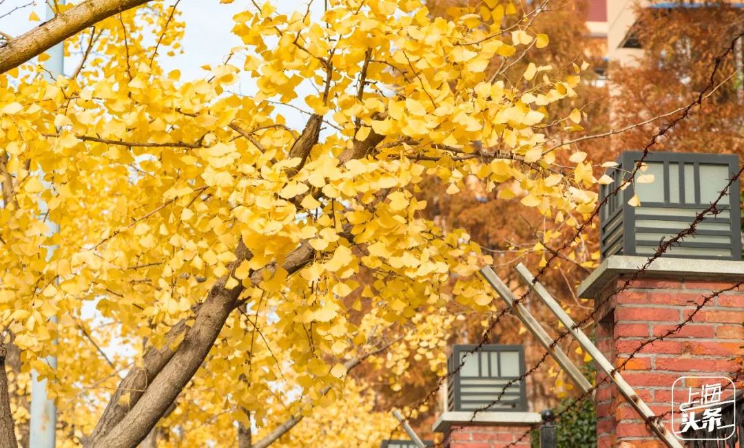 对不起，我要去虹口了！