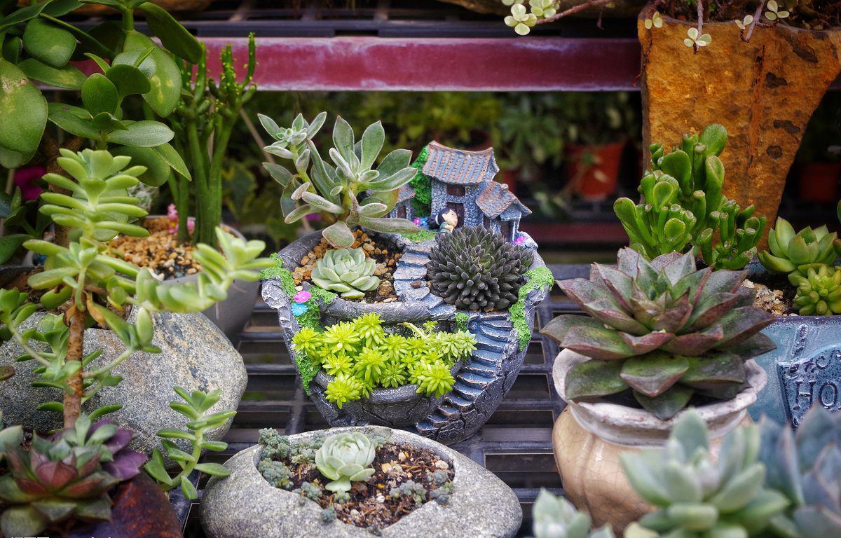 这几种植物放家里胜过空气净化器,什么植物好看又能防辐射