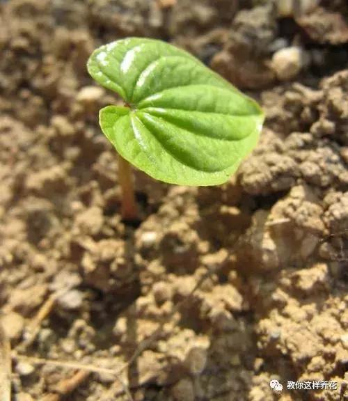 山药发芽全过程,山药发芽了埋地里行不