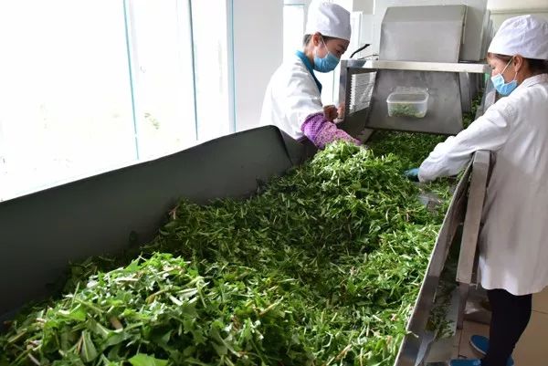 吉人返乡创业就业,吉人回乡创业怎么样