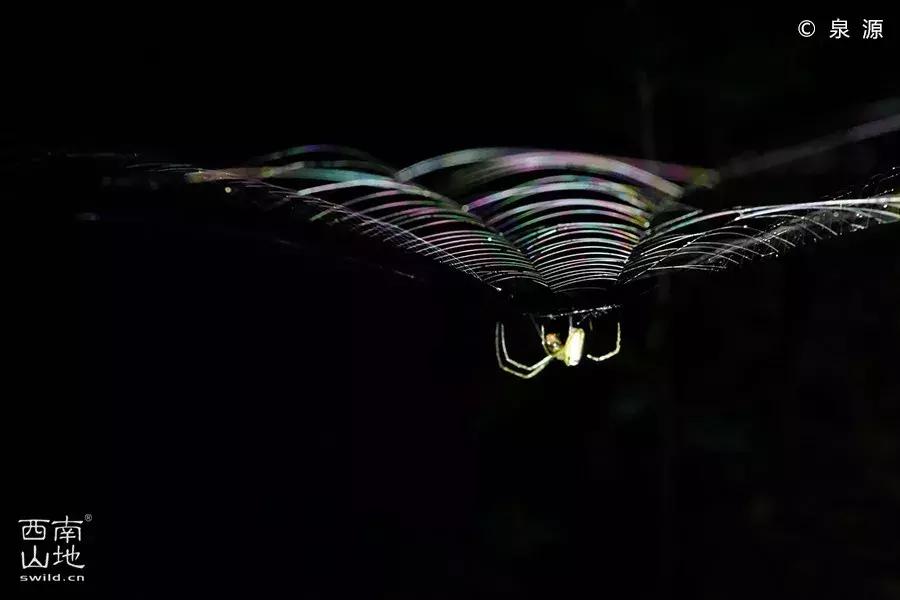 虫虫的世界简介,虫虫的世界里面一共有几种昆虫